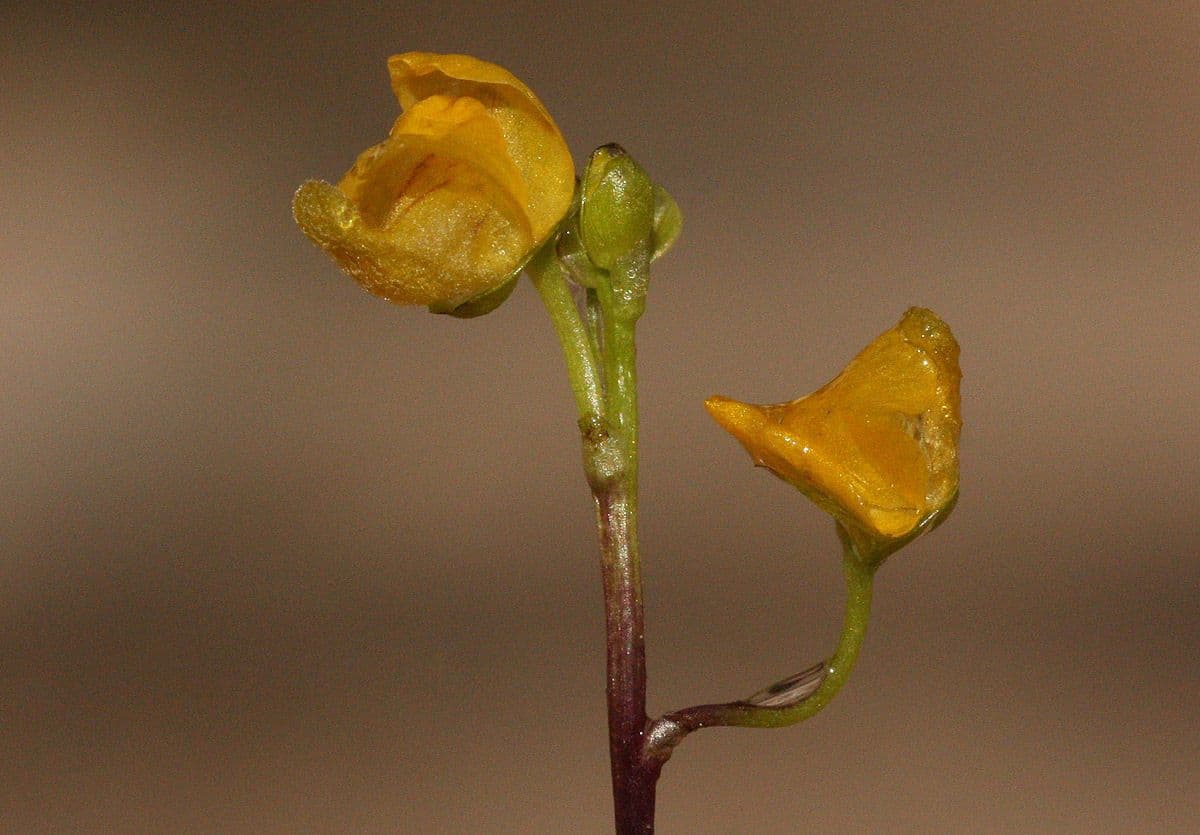Utricularia foliosa 4