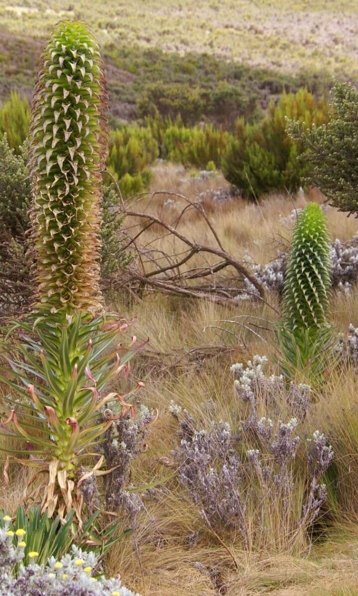 Lobelia 4