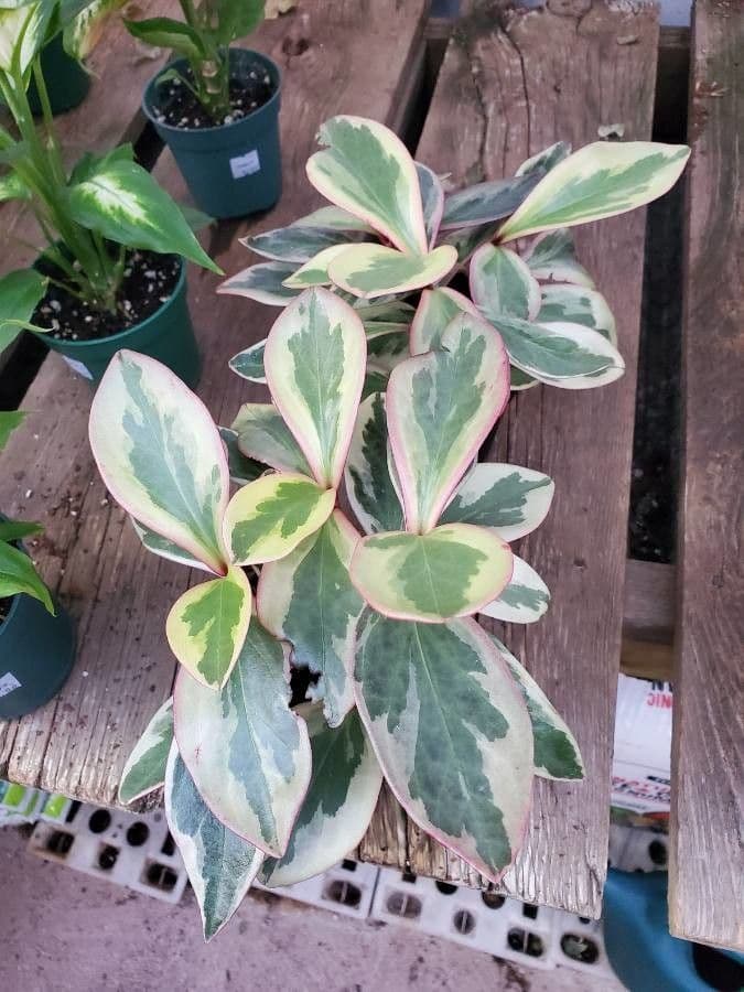 Peperomia 10