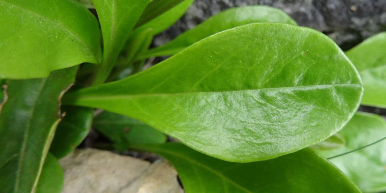 Koulenka bezstvolá 12