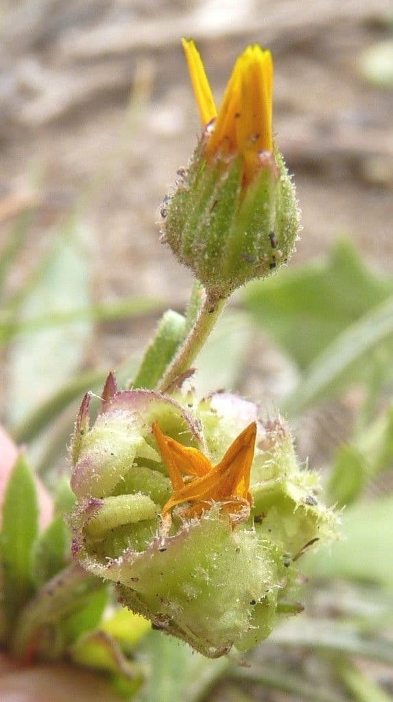 Dreikerniger Ringel 5