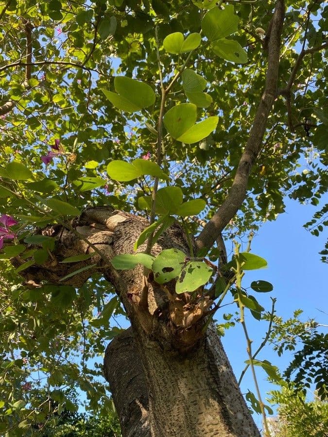 Bauhinia purpurea 28
