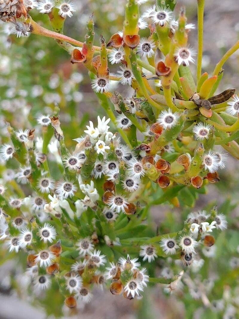 Conospermum
