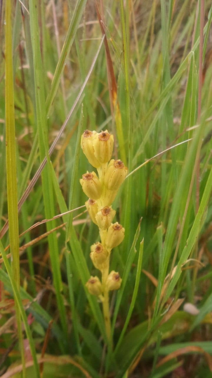 Liparide 2