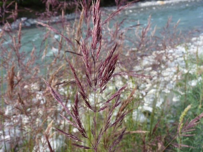 Fluss-Schilfgras 6