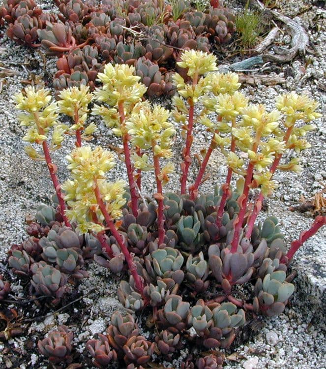 Sedum dell'Oregon 10