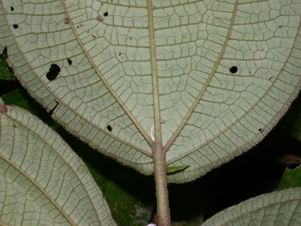 Triolena 5