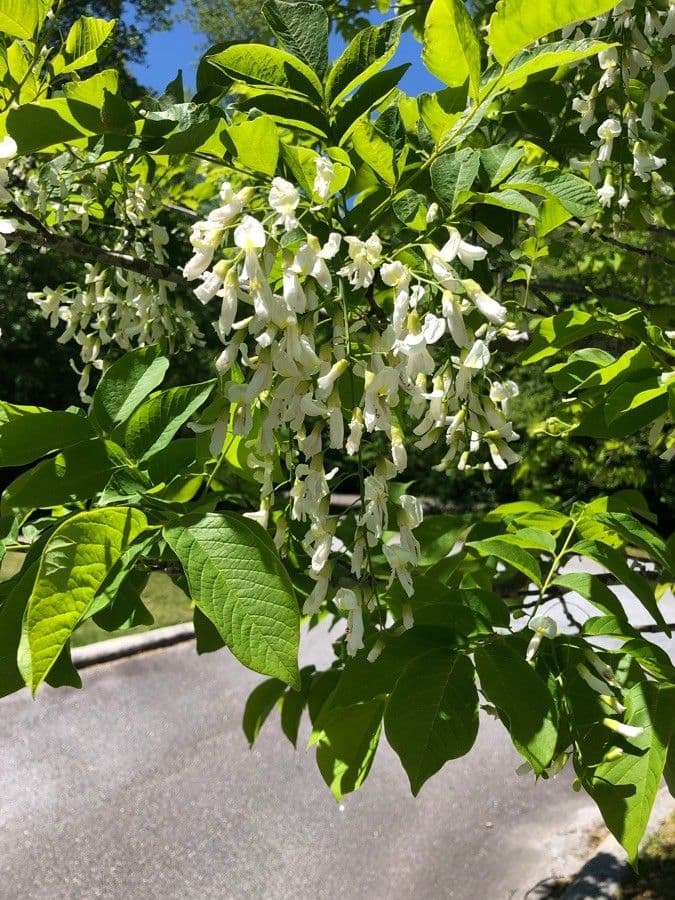 Cladrastis kentukea 9