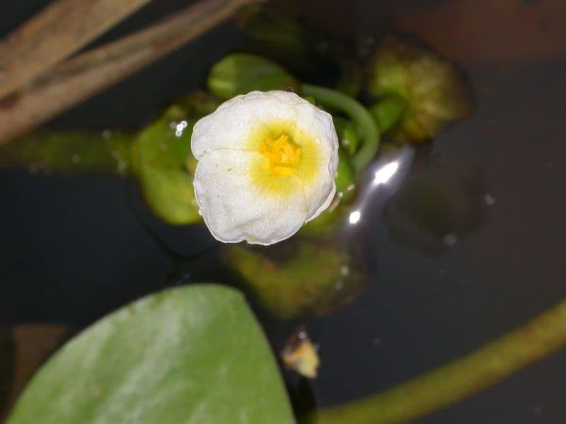 Sagittaria guayanensis 4