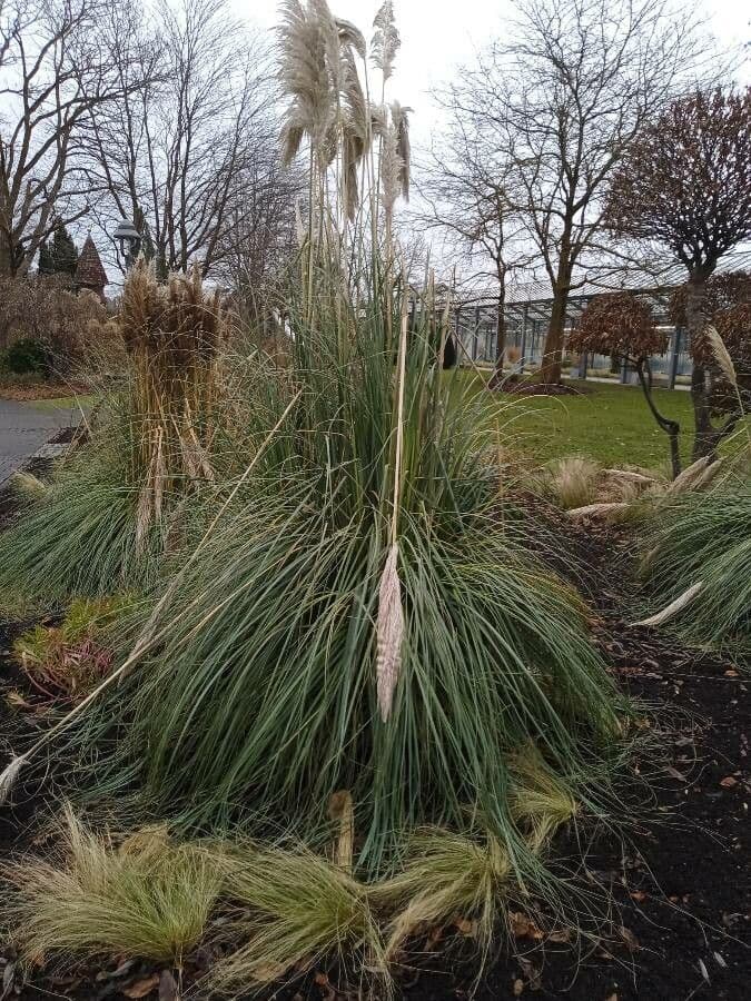 Xanthorrhoea 11