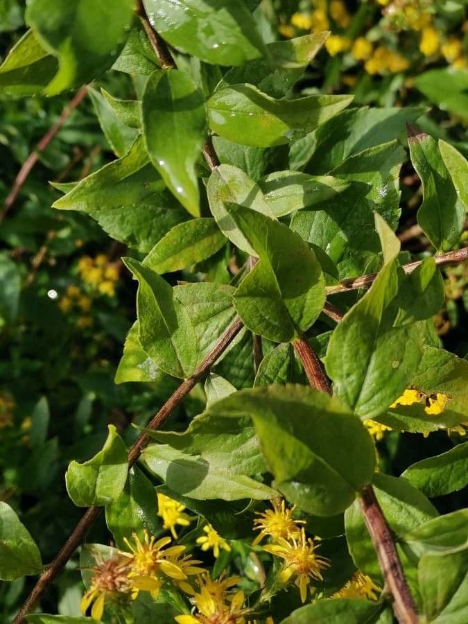 Solidago picciolata 7