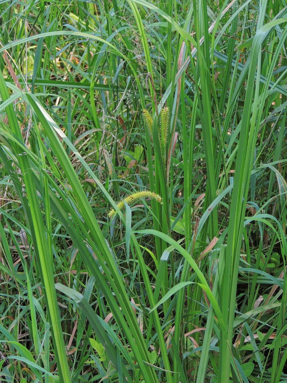 Carice utriculata 5