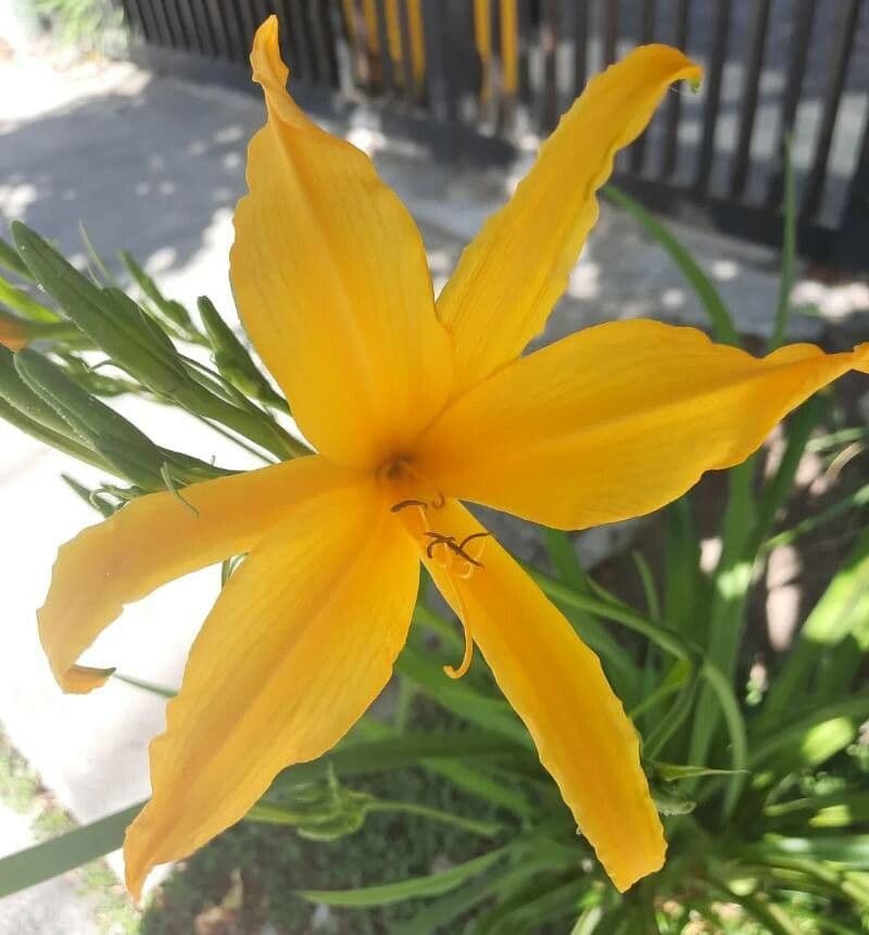 Hemerocallis middendorffii 3