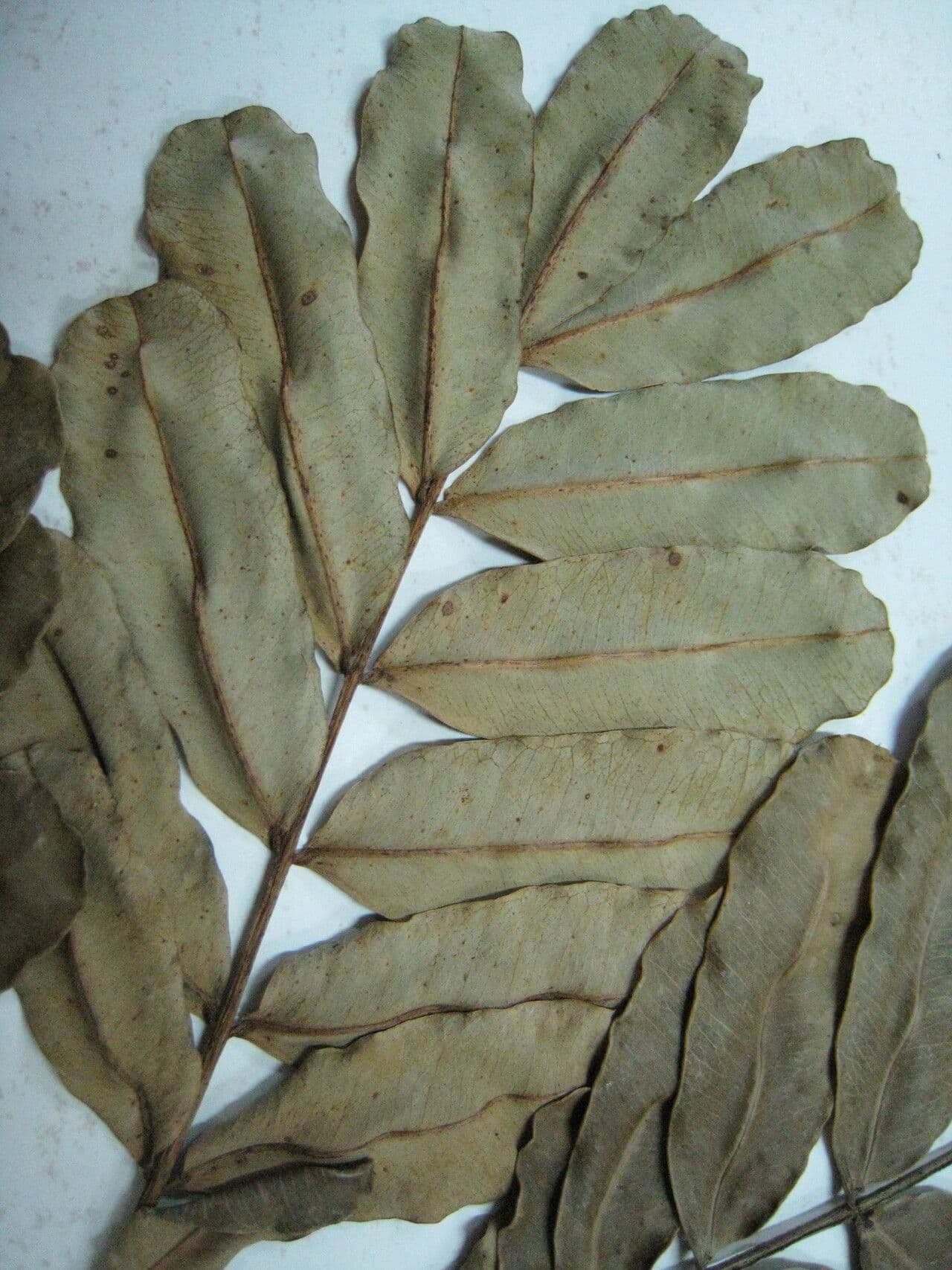 Macrolobium 3