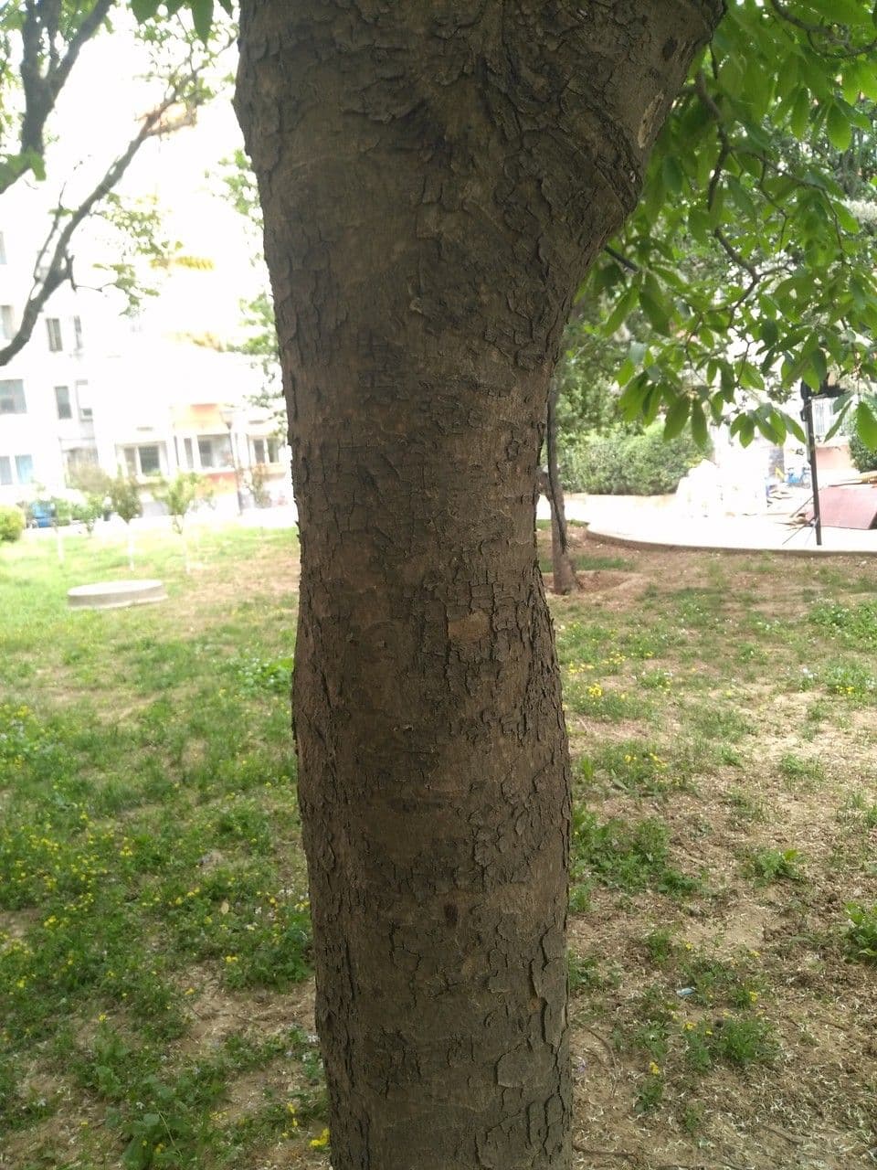 Jírovec 17