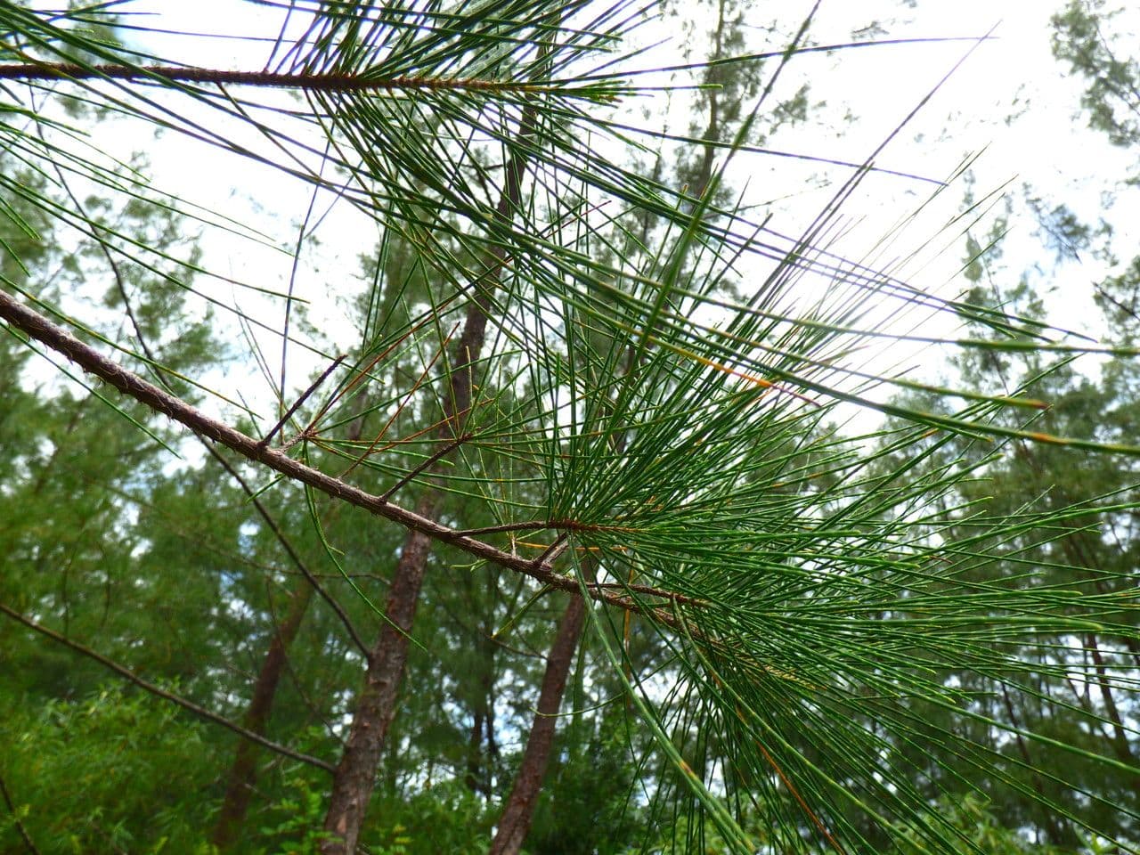 Casuarina equisetifolia 26
