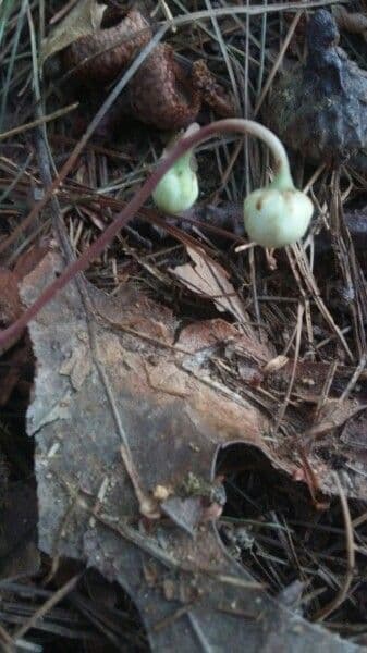 Chimaphila macchiata
