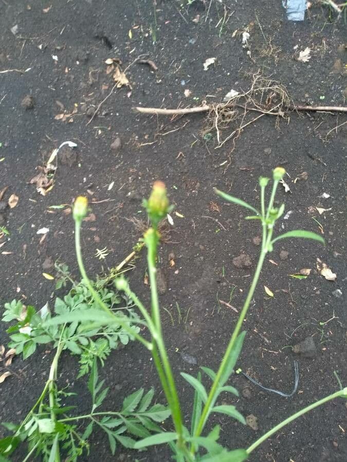 Größeres Bettlerkraut 10