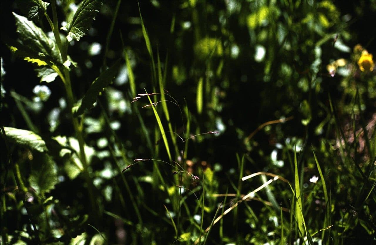 Poa leptocoma 2