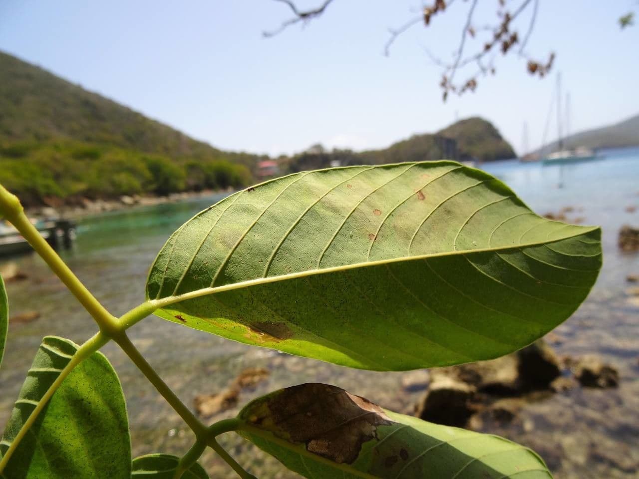 Piscidia carthagenensis 10