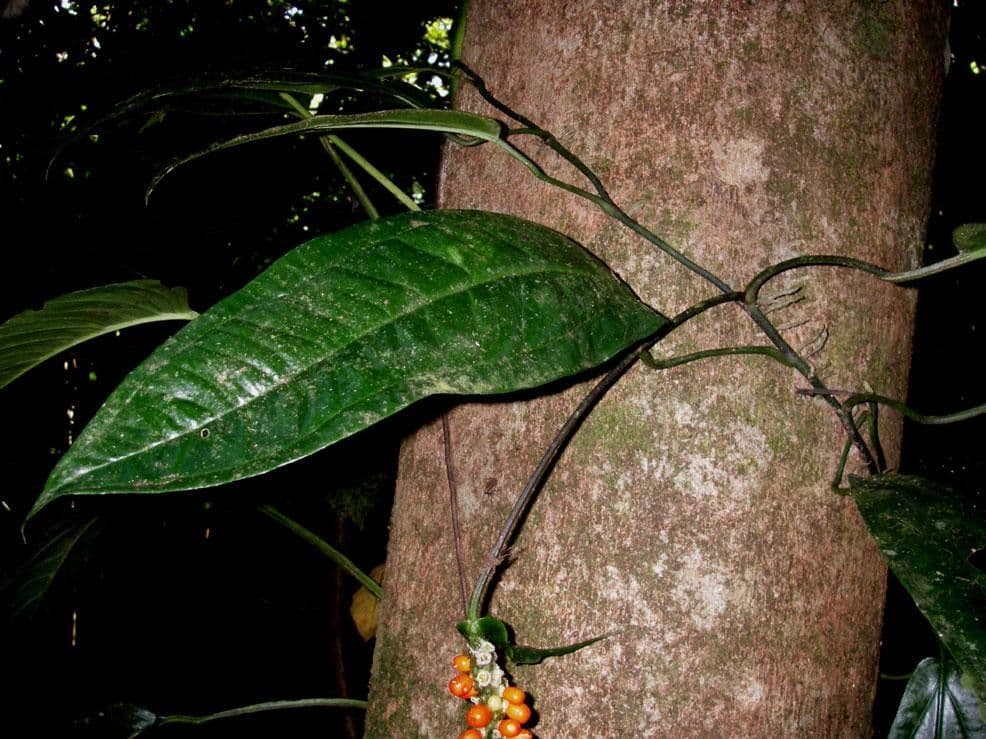 Anthurium 14