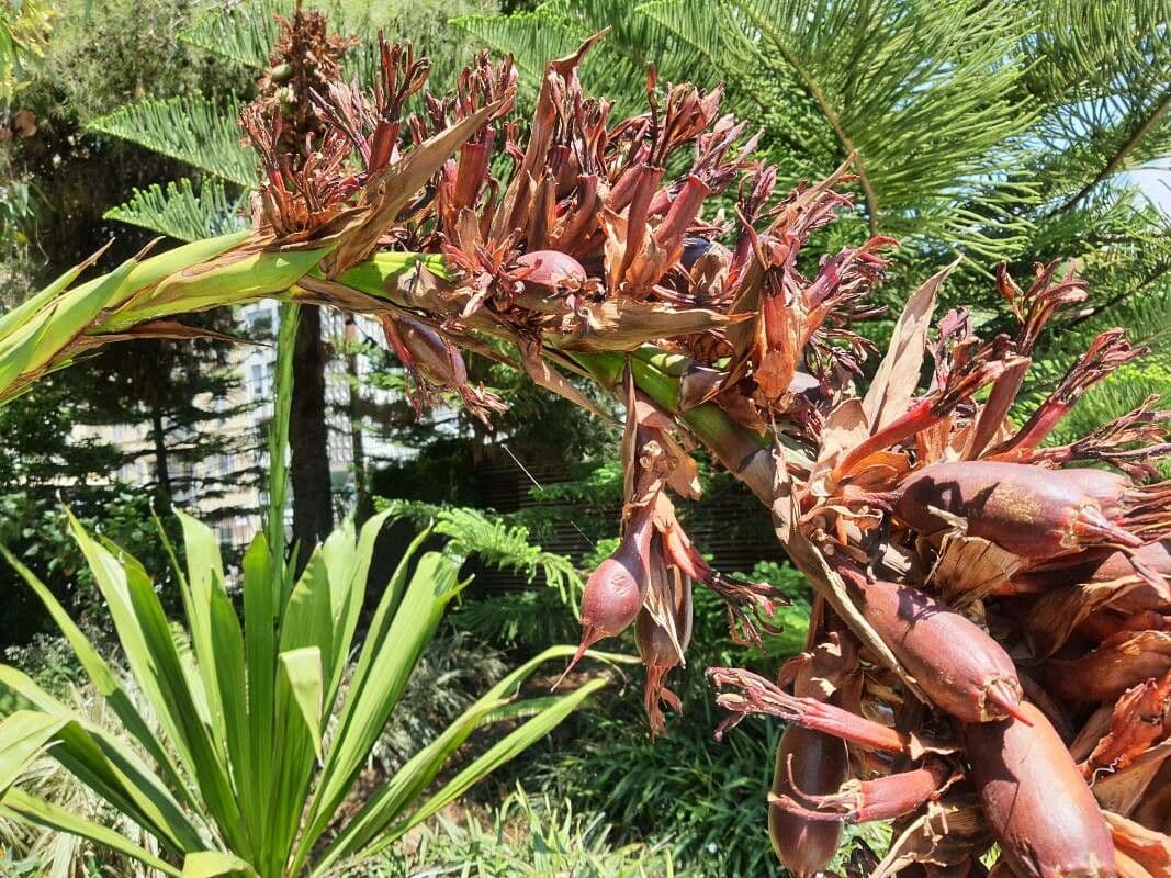 Doryanthes 2