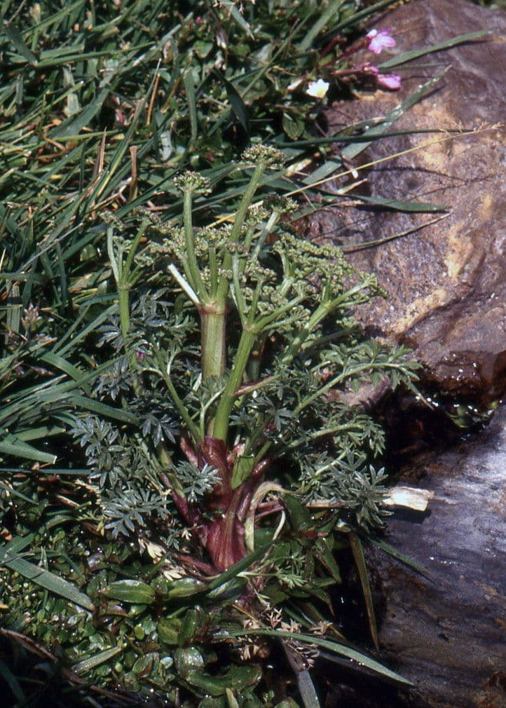 Xatardia 12