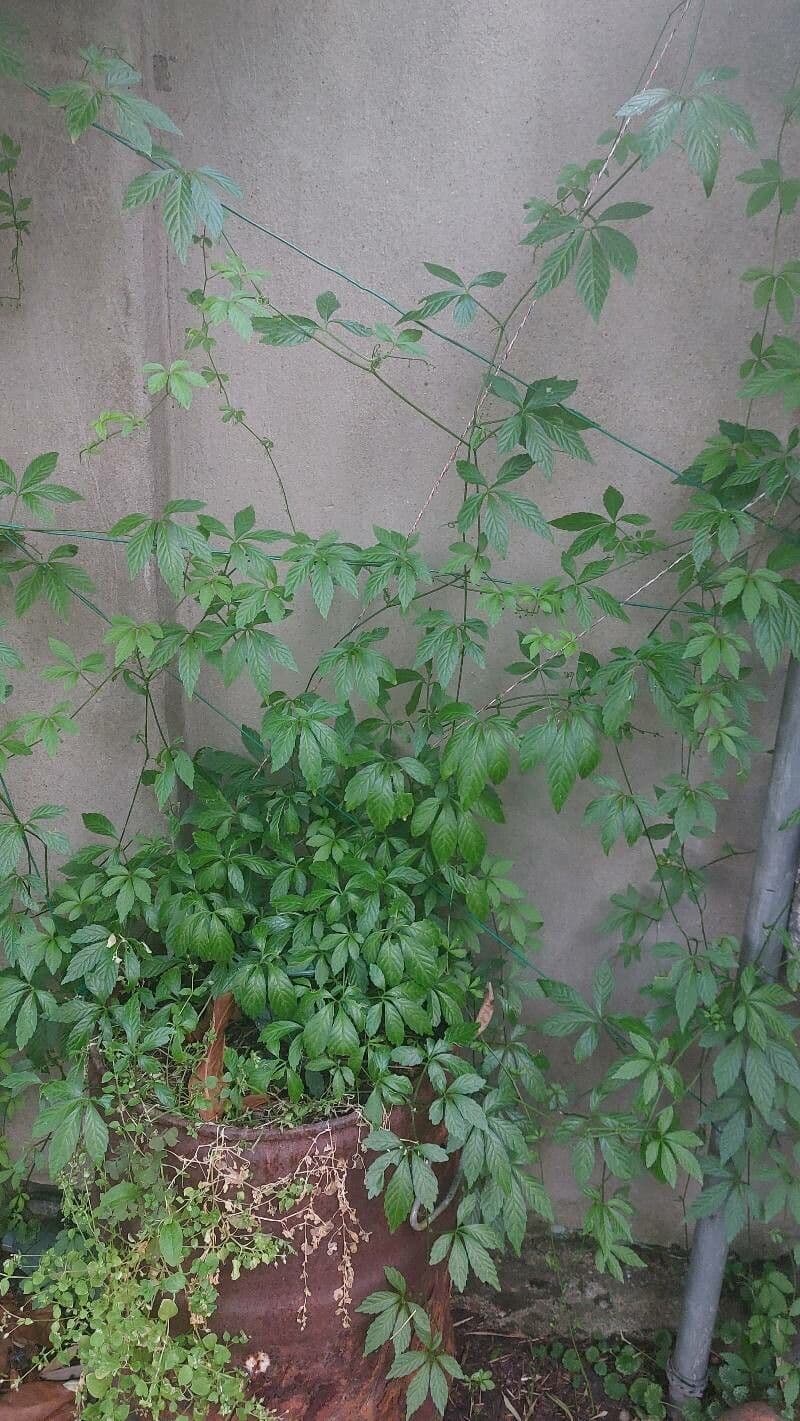 Gynostemma pentaphyllum 12
