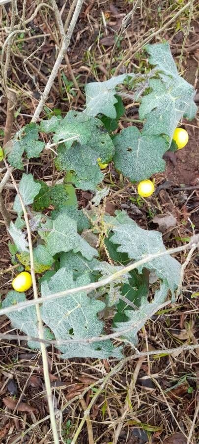 Solanum 14