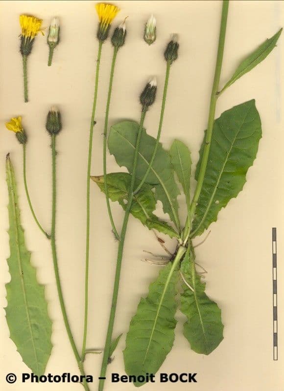 Willemetia stipitata 24
