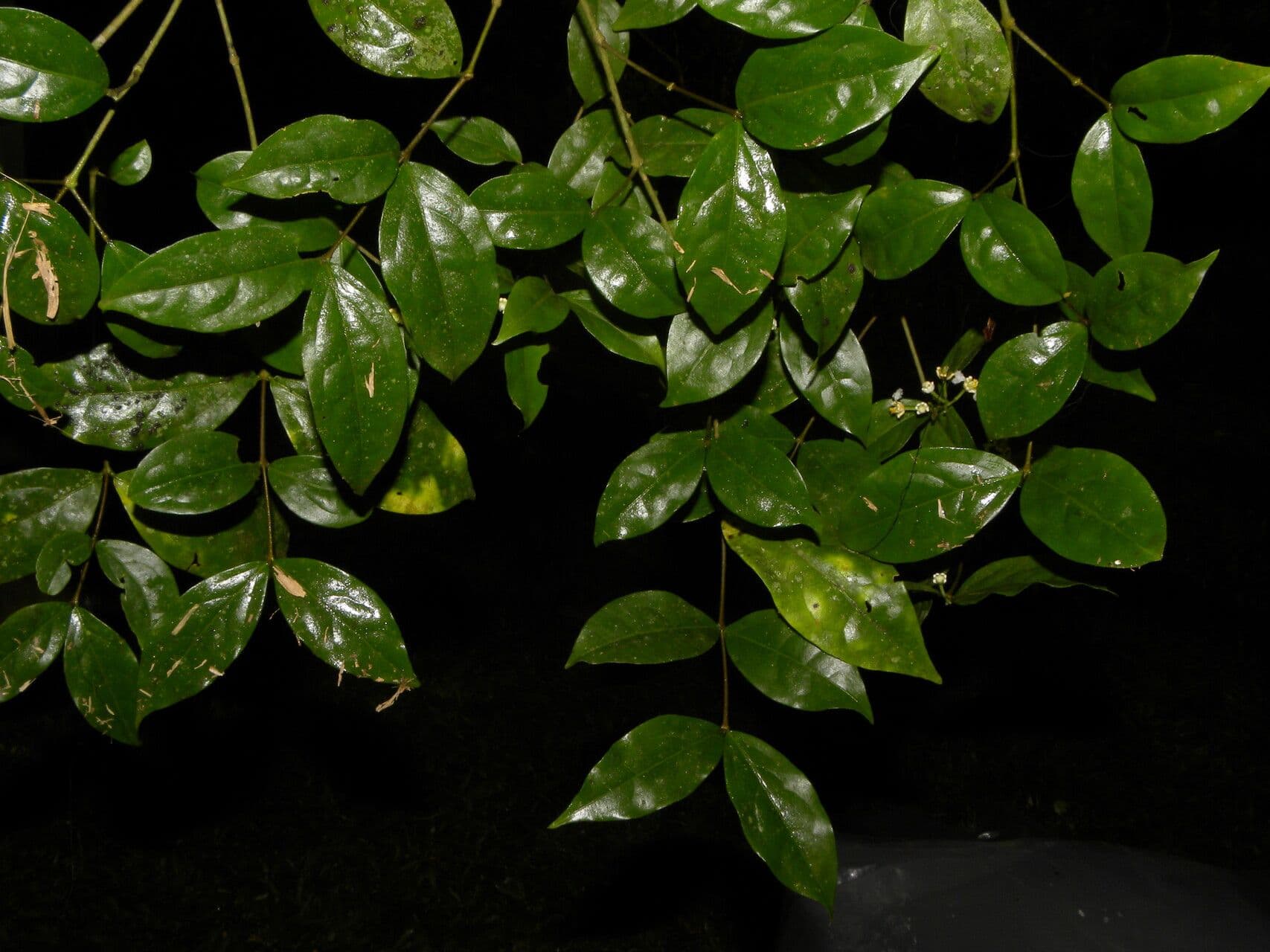 Malpighia 10