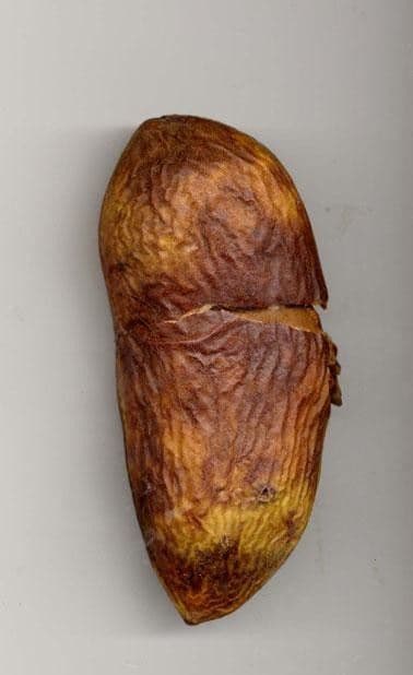 Macropsychanthus 21