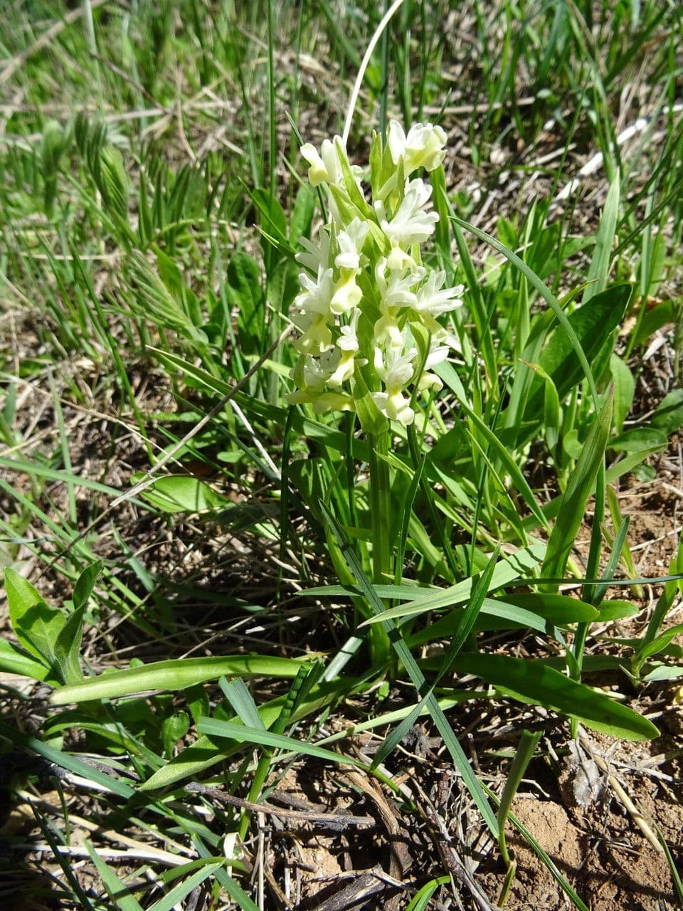 Orchide incarnata 18