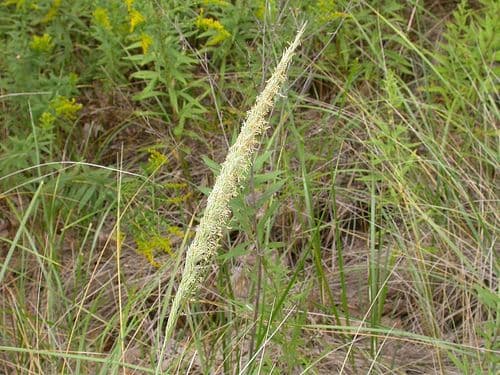 American beach grass 11