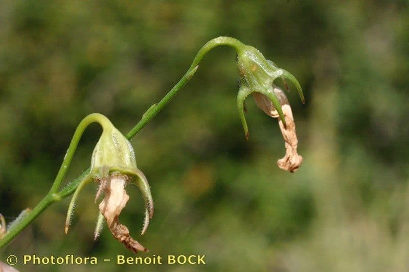 Campanula