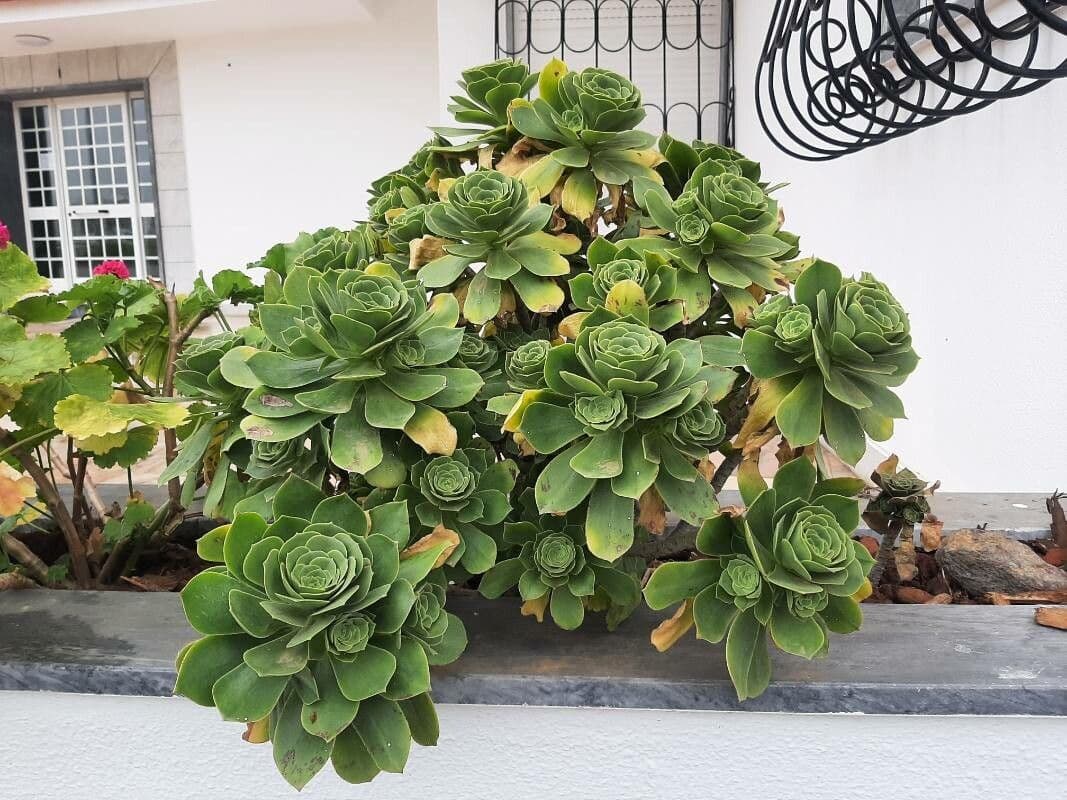 Aeonium 7