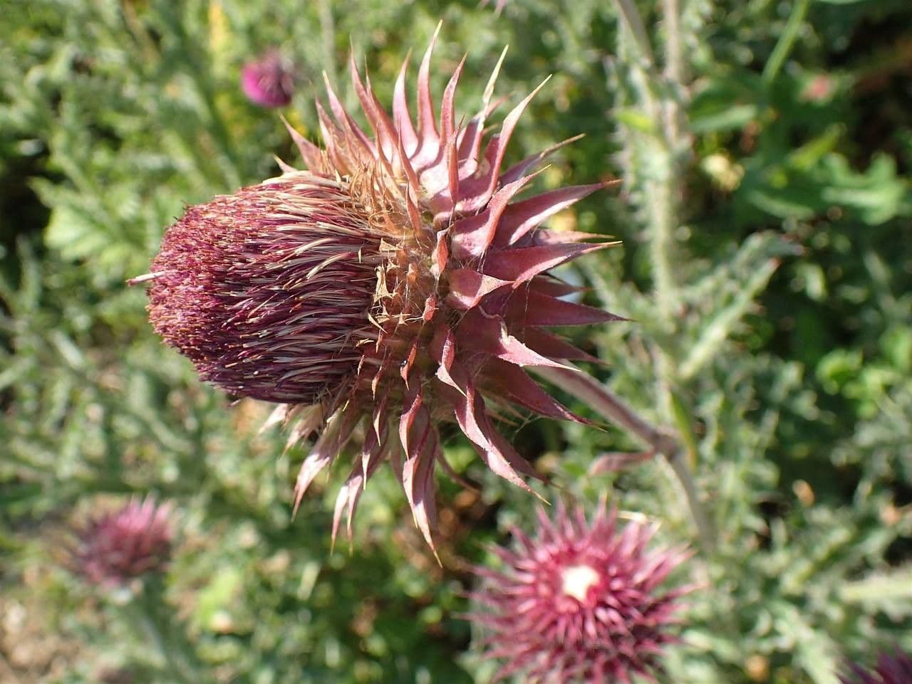 Cardo rosso 5
