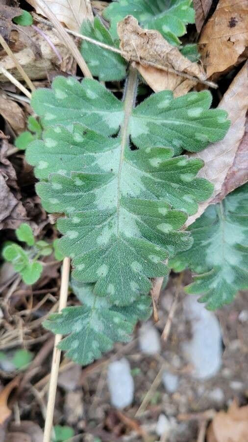 Hydrophyllum 7