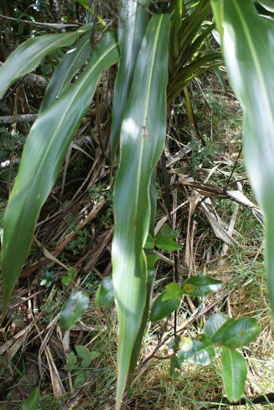 Cordyline mauritiana 16