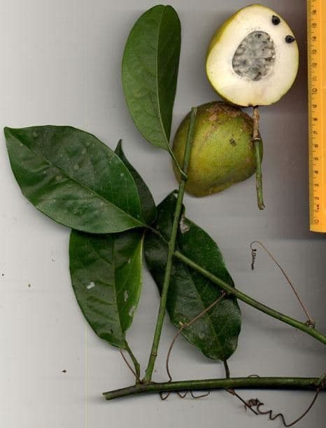 Passiflora ambigua 21