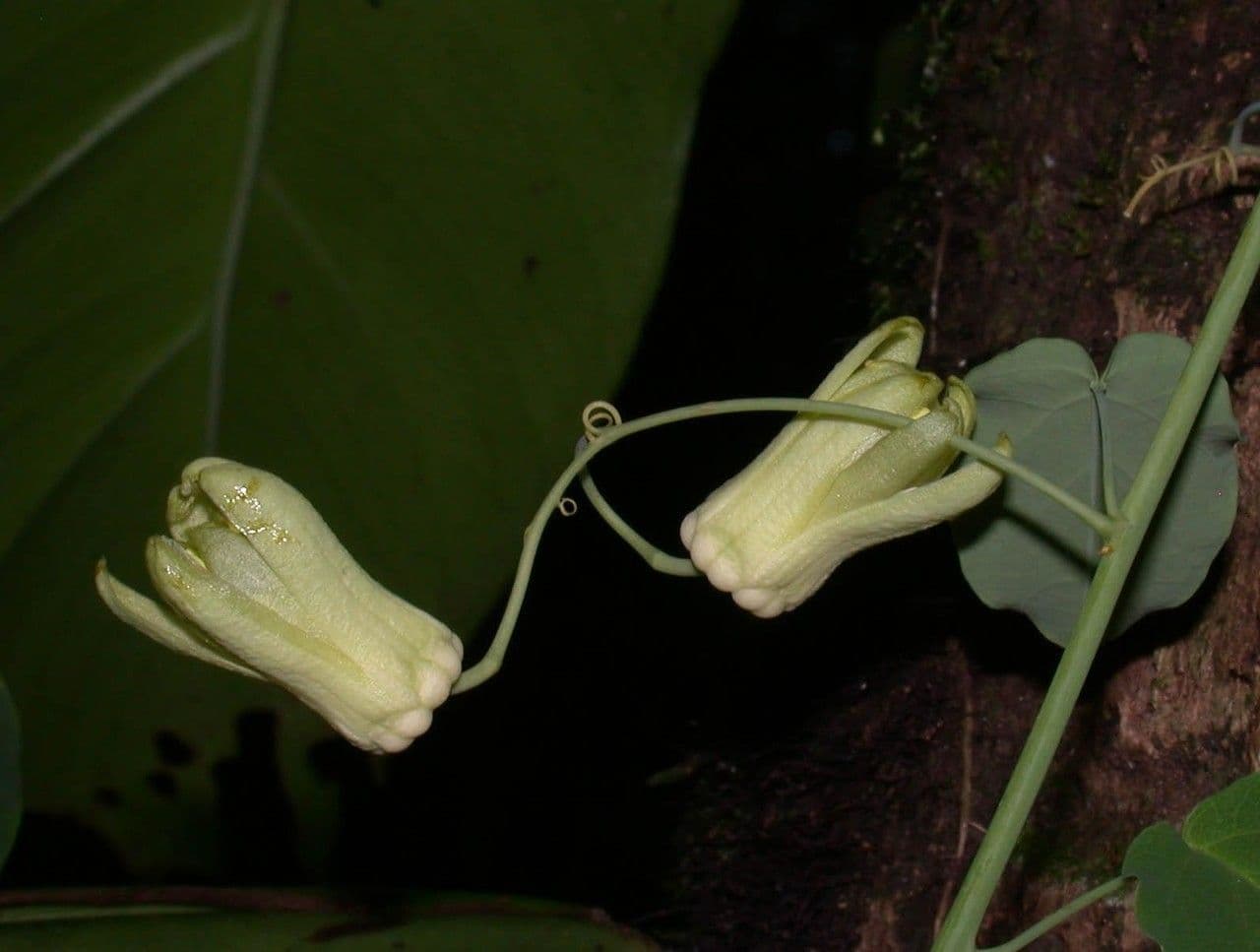 Passiflora 3