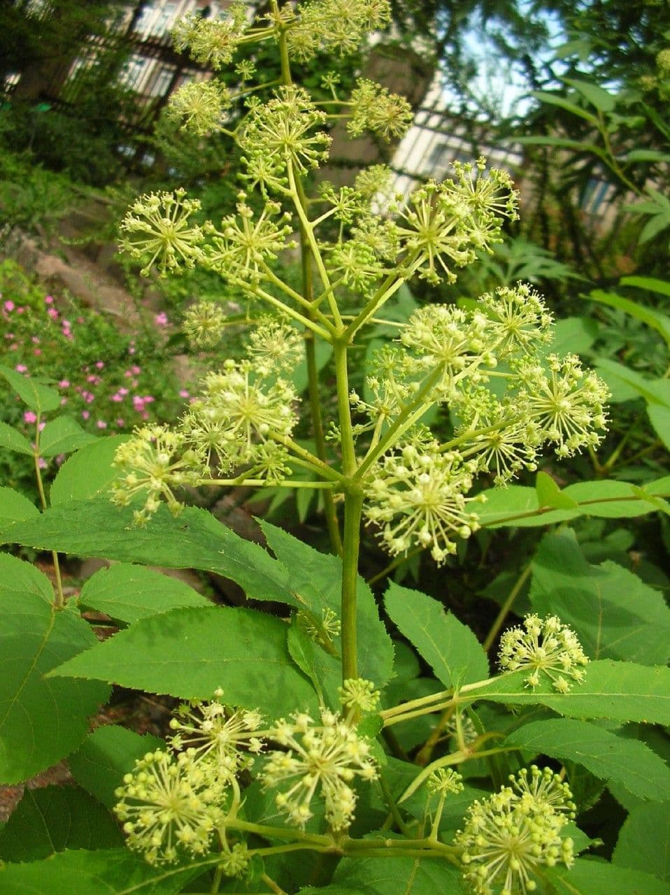 Araria racemosa 6