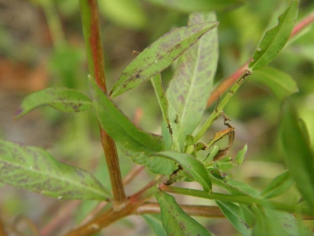 Salcerella lanceololata 11