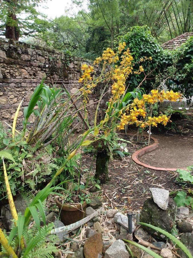 Wydler's dancing-lady orchid 11