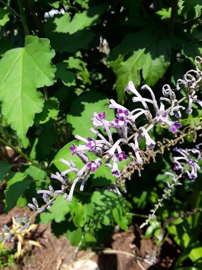 Buddleja di Lindley 4