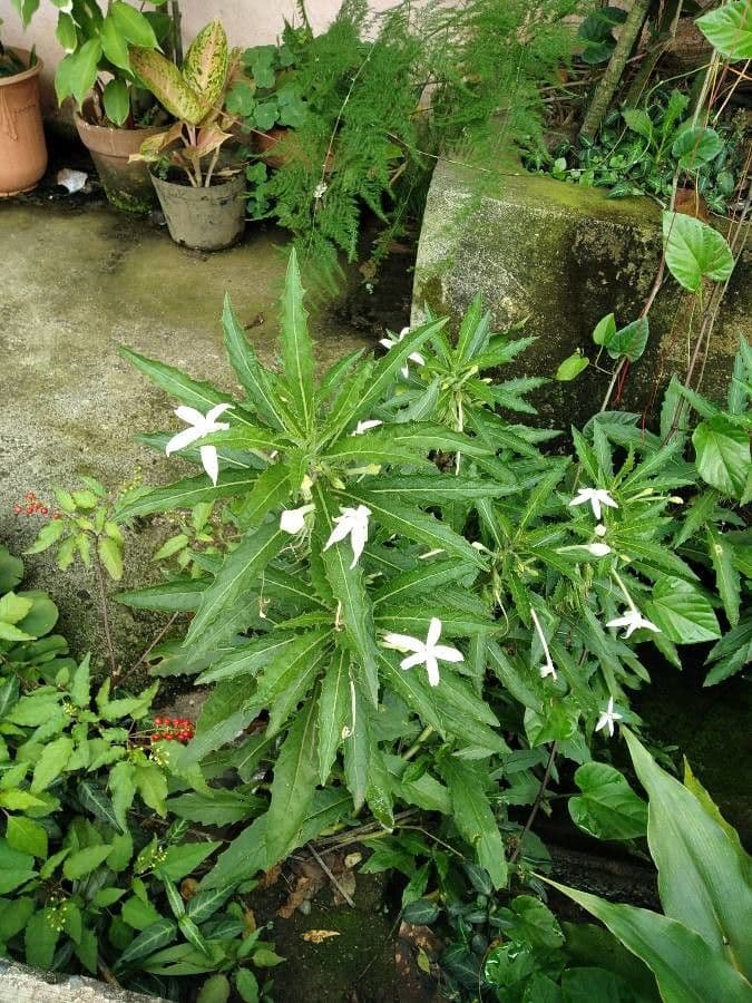Hippobroma longiflora 6