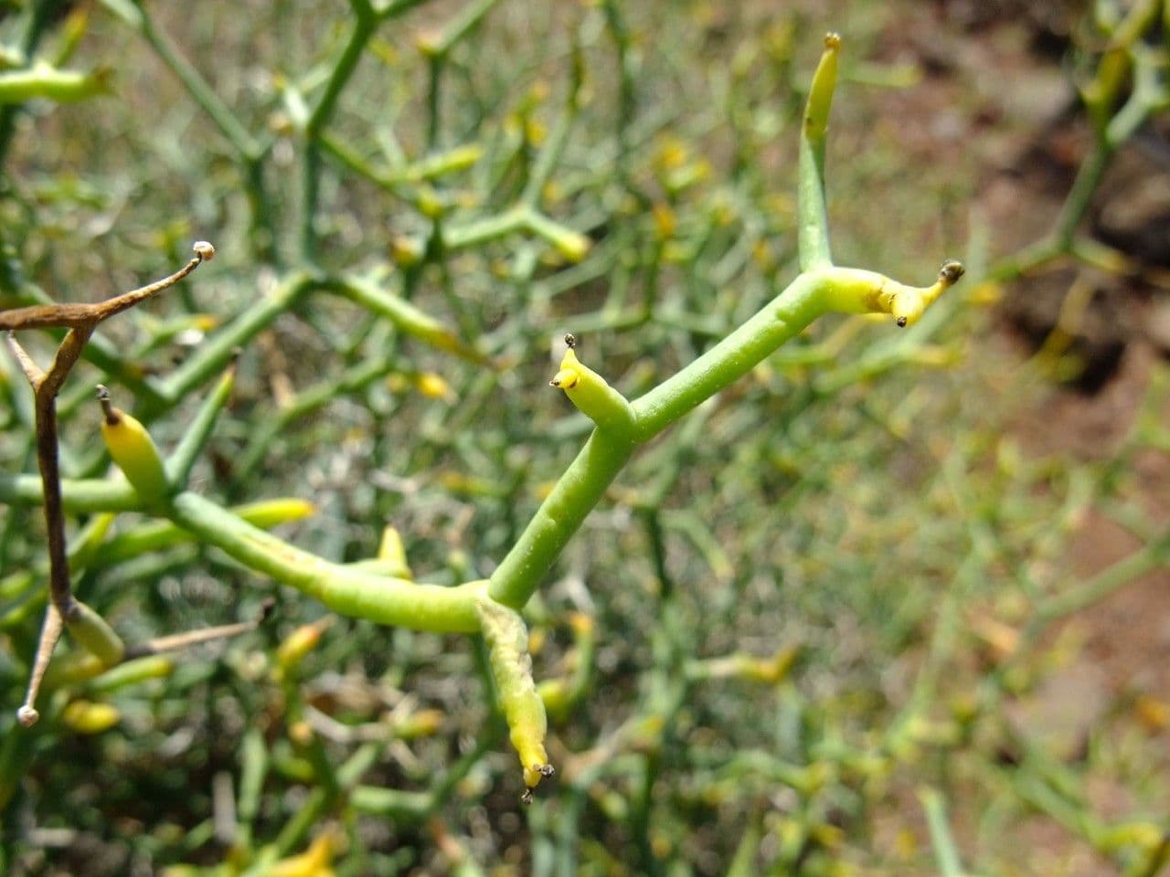 Launaea arborea 21
