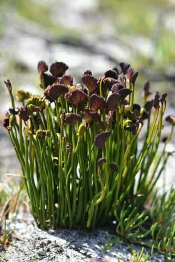 Schizaea