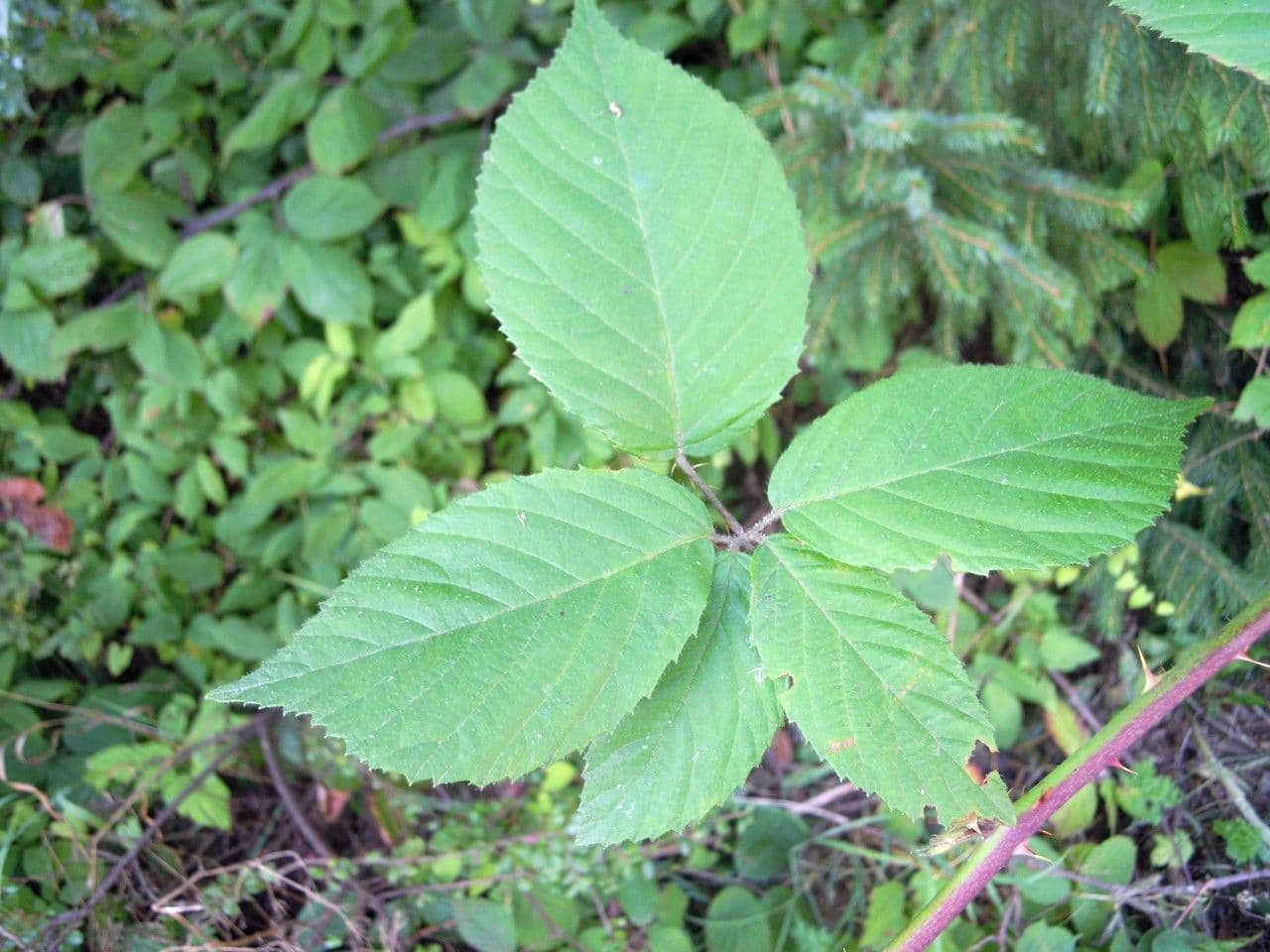 Brombeere 5