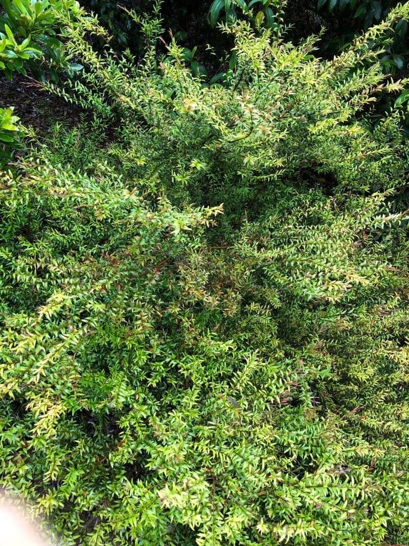 Austromyrtus 5